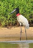 Jabiru